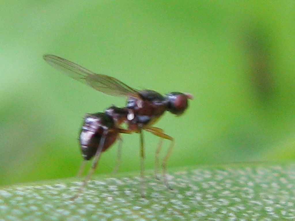 Sepsidae.